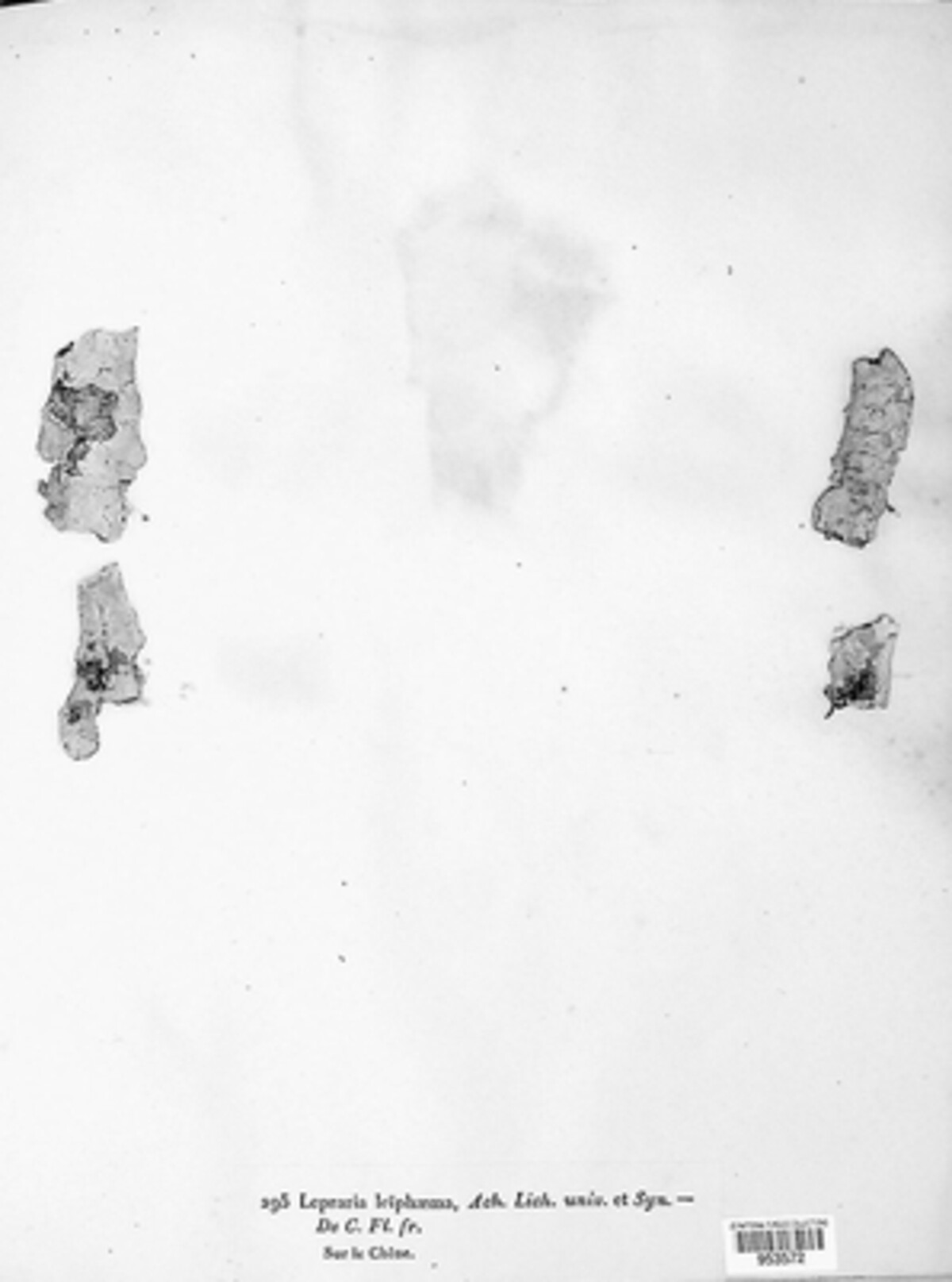 Haematomma ochroleucum image